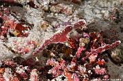 Solenostomus cyanopterus Poisson fantome robuste ghost pipe fish-Maldives Five rocks-17m-20240425-da-DSC_6784_tn